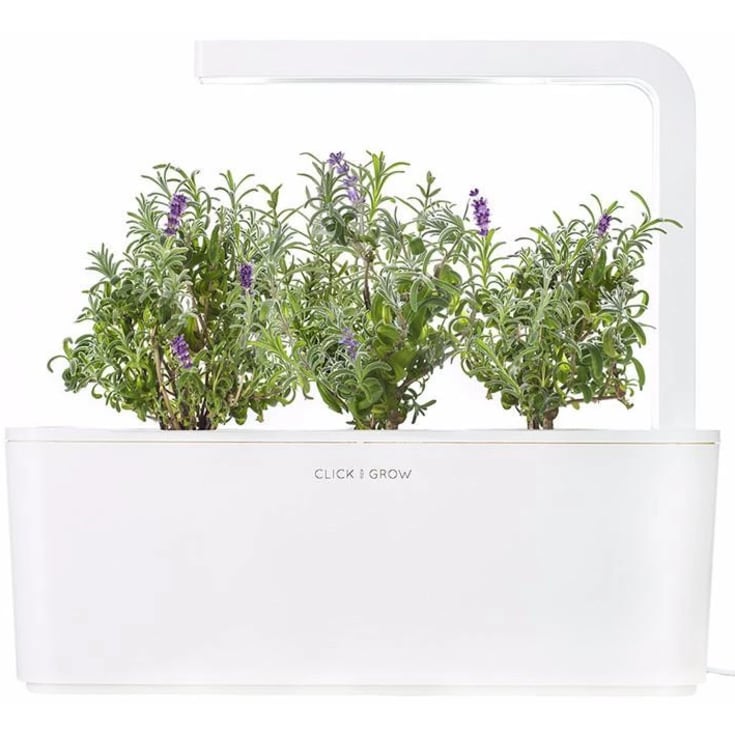 Click and Grow lavendel - 3 stk