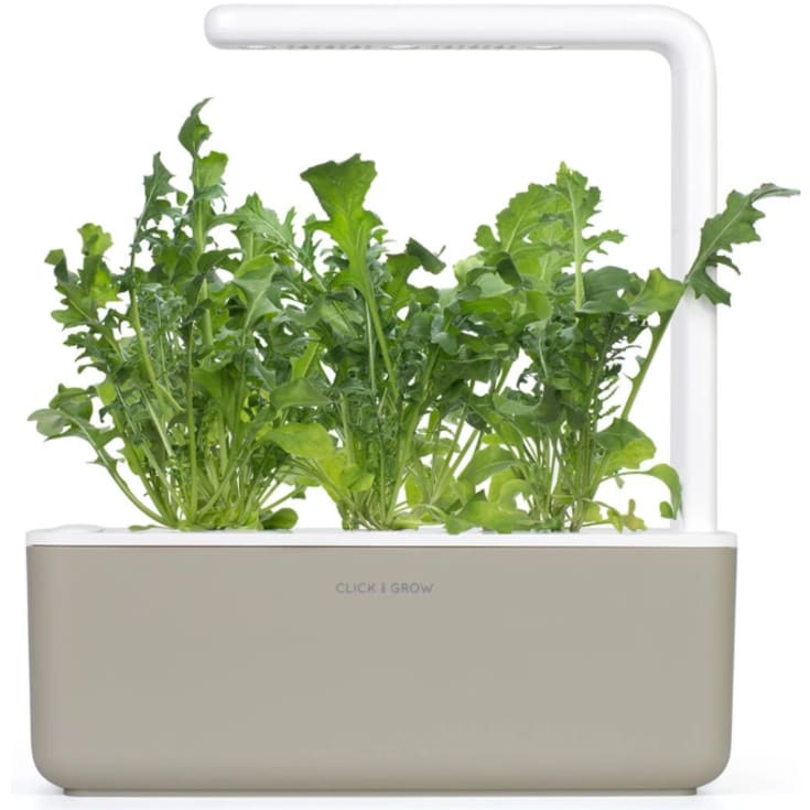 Click and Grow ruccola - 3 stk