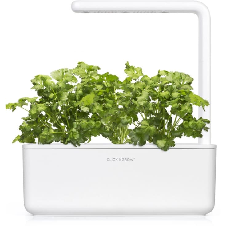 Click and Grow koriander - 3 stk