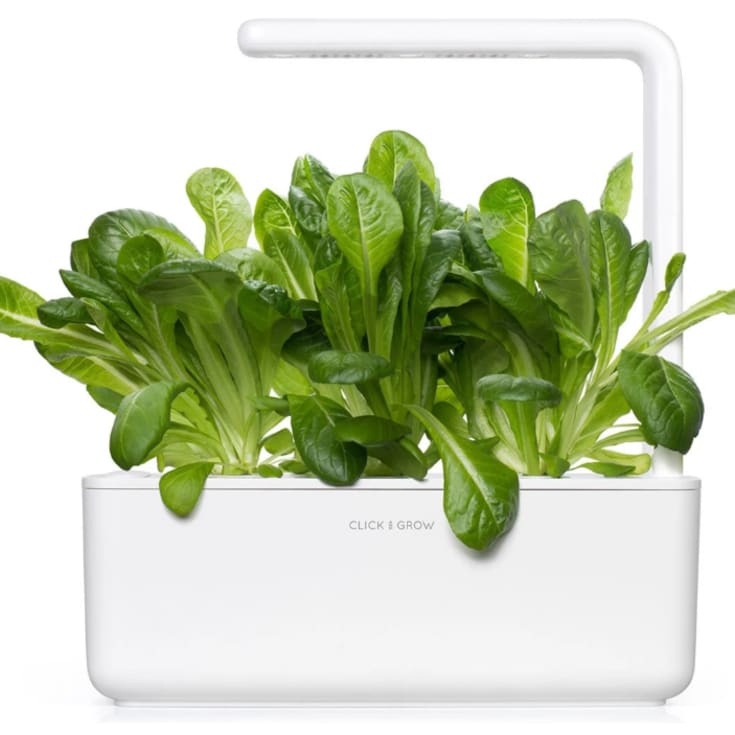 Click and Grow romanosalat - 3 stk