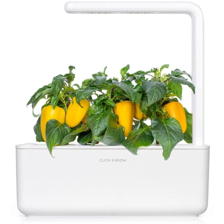 Click and Grow gul sød peber - 3 stk