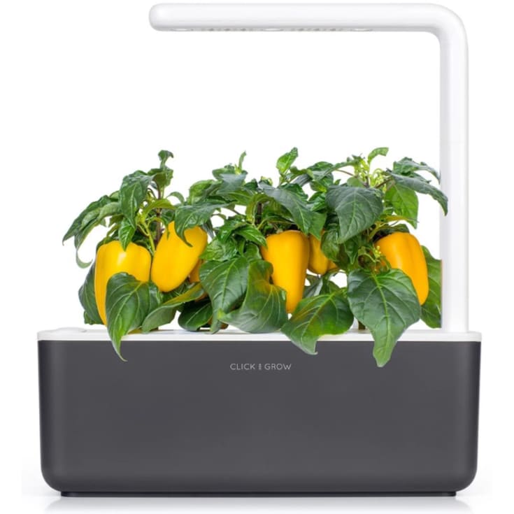 Click and Grow gul paprika - 3 stk