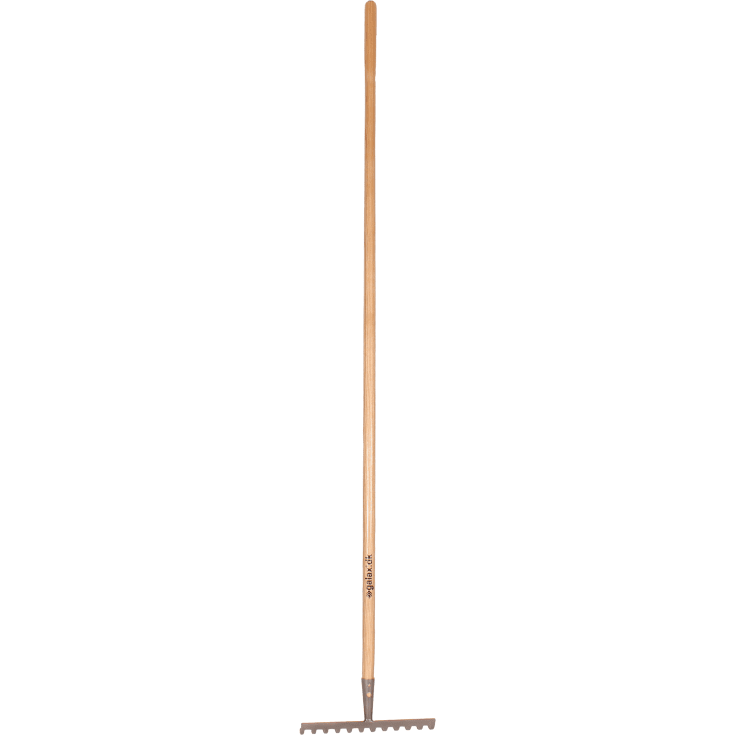 Galax kratta, 12-tand/30,5 cm