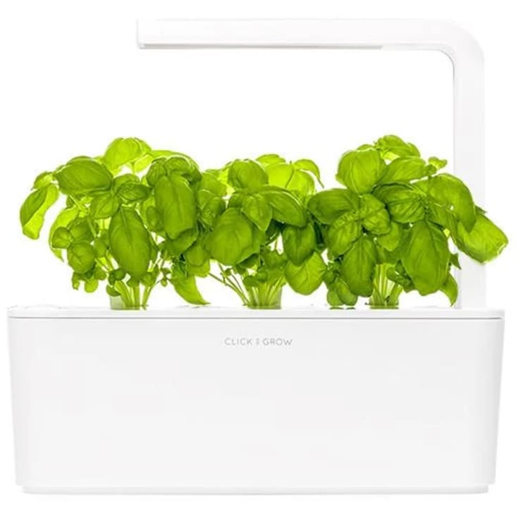 Click and Grow basilikum - 3 stk