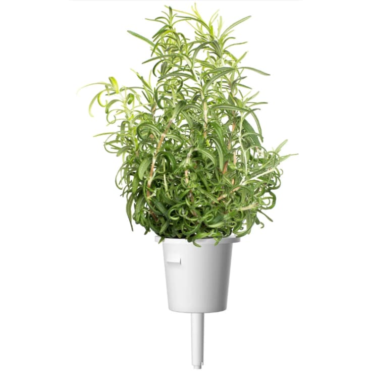 Click and Grow rosmarin - 3 stk