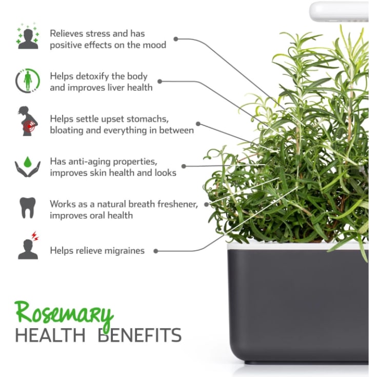 Click and Grow rosmarin - 3 stk