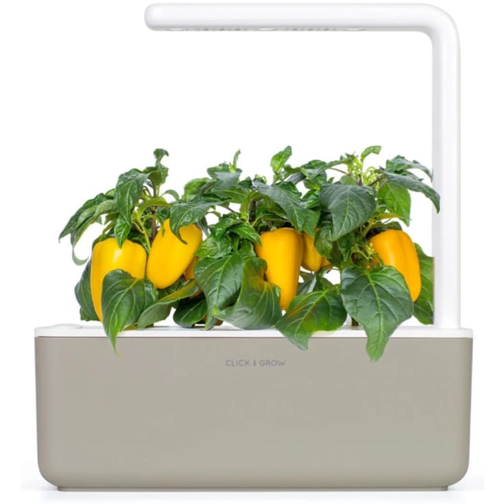 Click and Grow gul sød peber - 3 stk