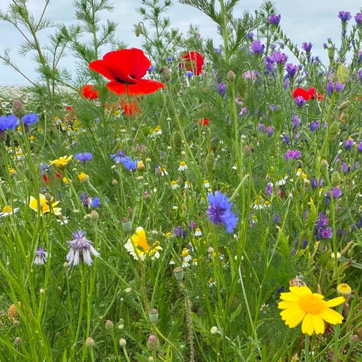 Linds Biodiversity blomsterblanding 1 kg
