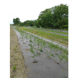 Byggros Bioweedstop 2,0 x 100 m ukrudtsdug