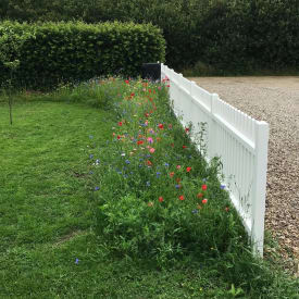 Barenbrug Robust blomsterblanding 1 kg