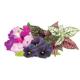 Click and Grow Smart Garden Refill 9-pak Vibrant Flower Mix