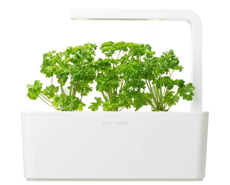 Click and Grow persille - 3 stk