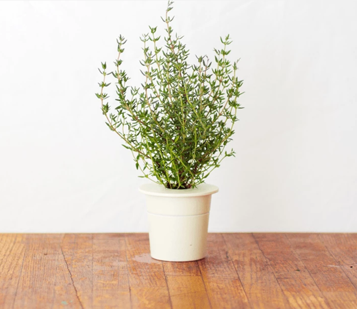 Click and Grow timian - 3 stk