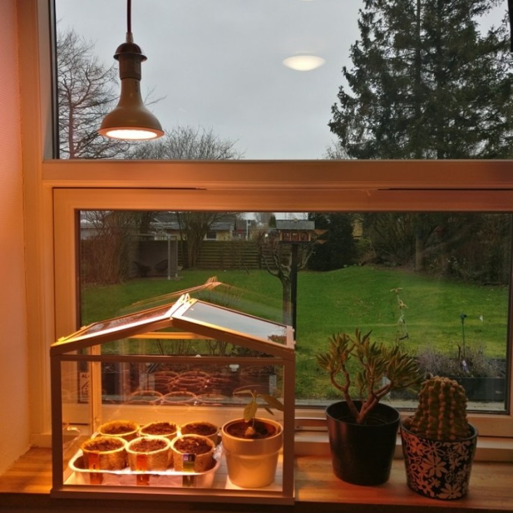 LED växtlampa (växten växer)