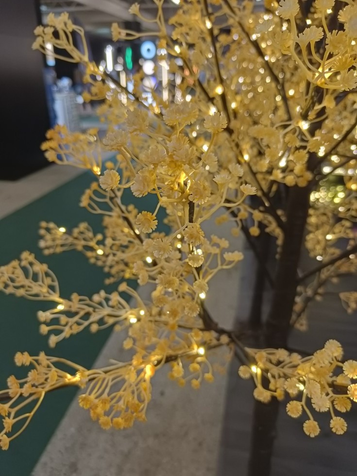 Veli Line Gypsophila lystre