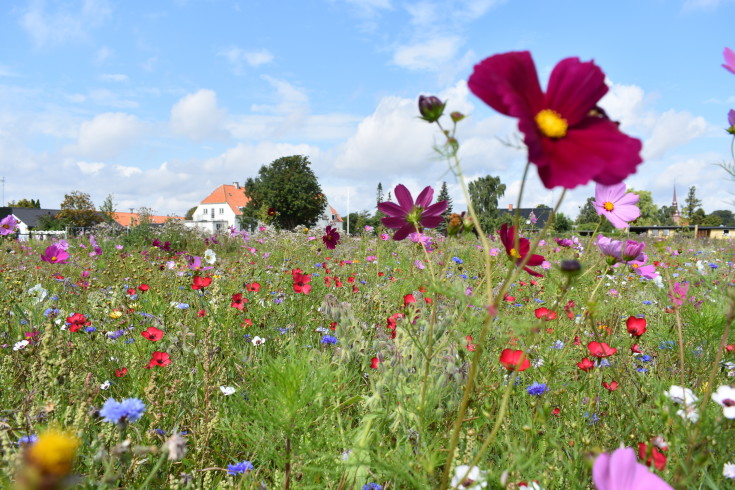 DLF engblomsterblanding, 1 kg