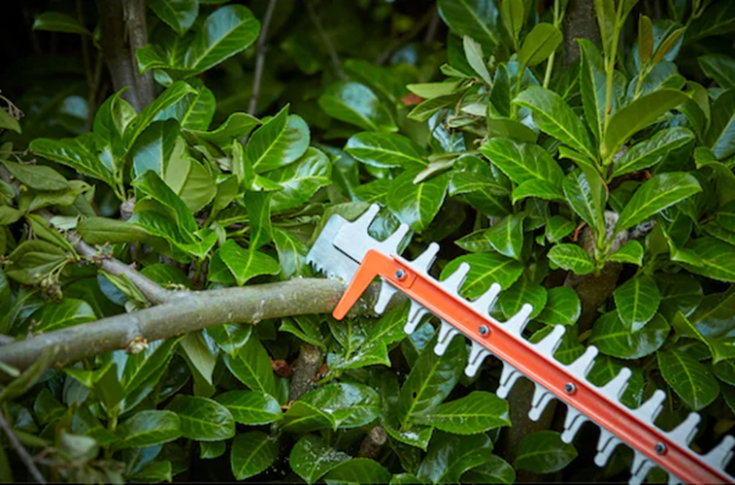 BLACK & DECKER 36v hækkeklipper på 55 cm Incl batteri og lader