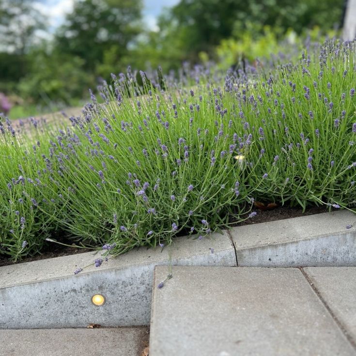 Light By Juhl Cosmos undergrunnsspotlight, Zigbee, svart, 10-pk