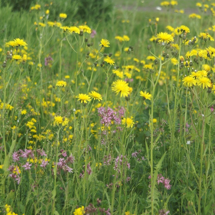 Frøblanding med engblomster, fugtig jord 500m²