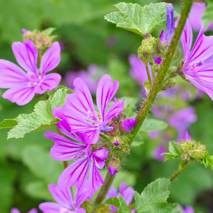 Blomsterfrø almindelig katost 5m²