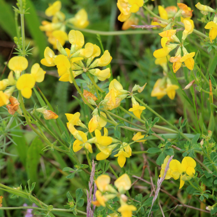 Blomsterfrø almindelig kællingetand 5m²