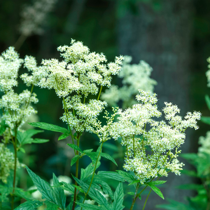 Blomsterfrø almindelig mjødurt 5m²