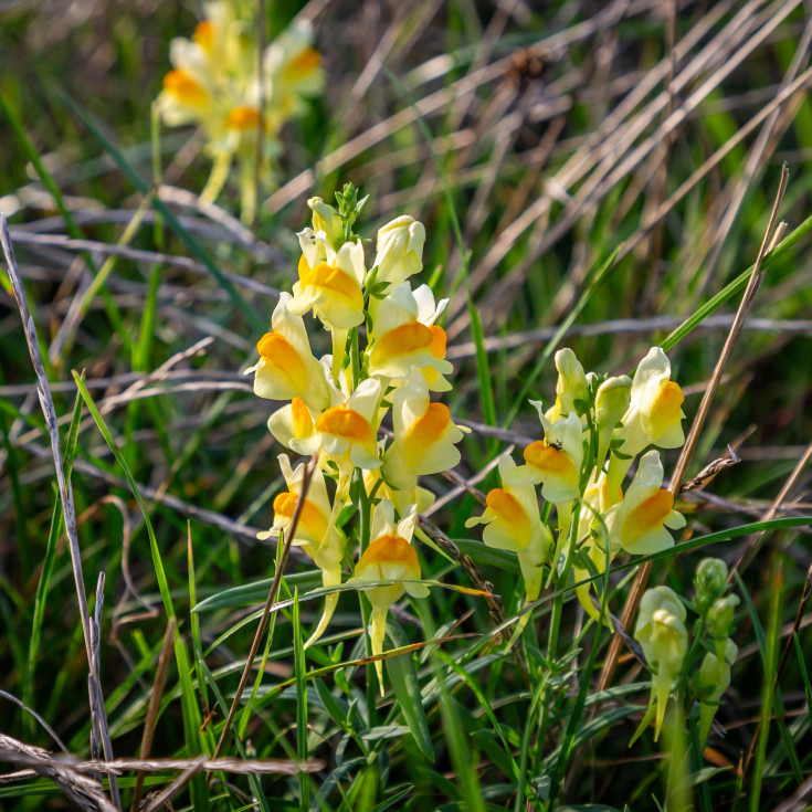 Blomsterfrø almindelig torskemund 5m²