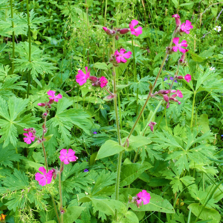 Blomsterfrø dag-pragtstjerne 5m²