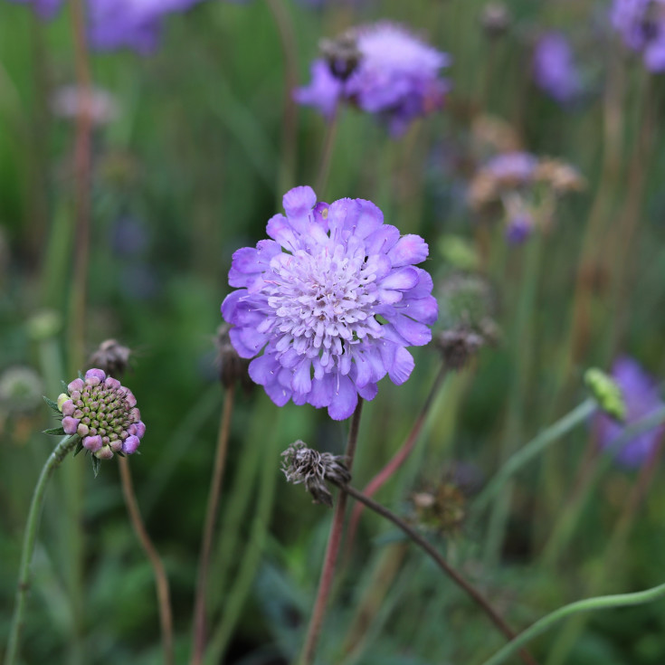Blomsterfrø due-skabiose 5m²