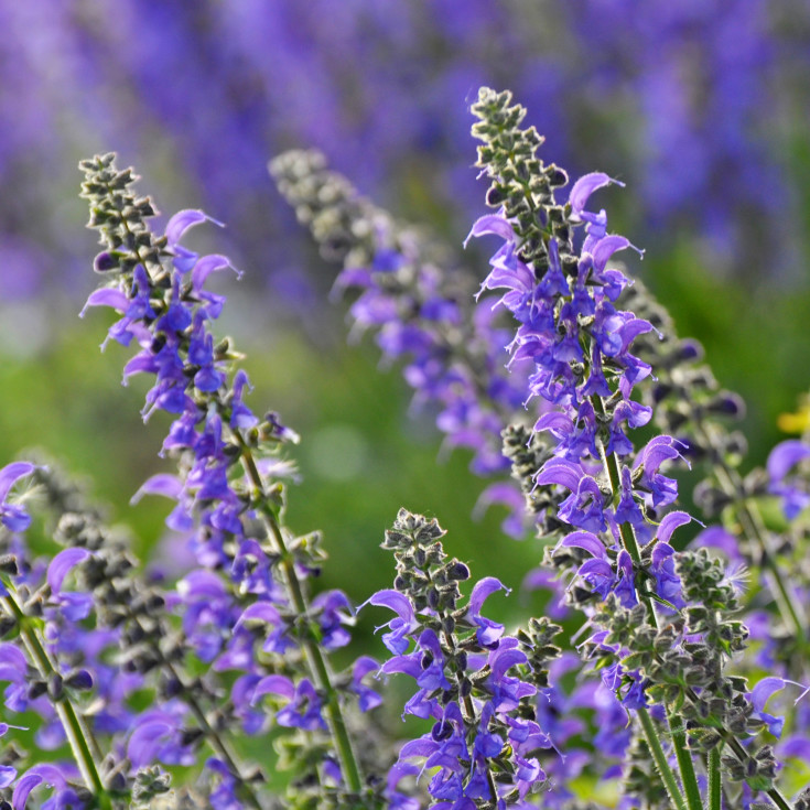 Blomsterfrø eng-salvie 5m²