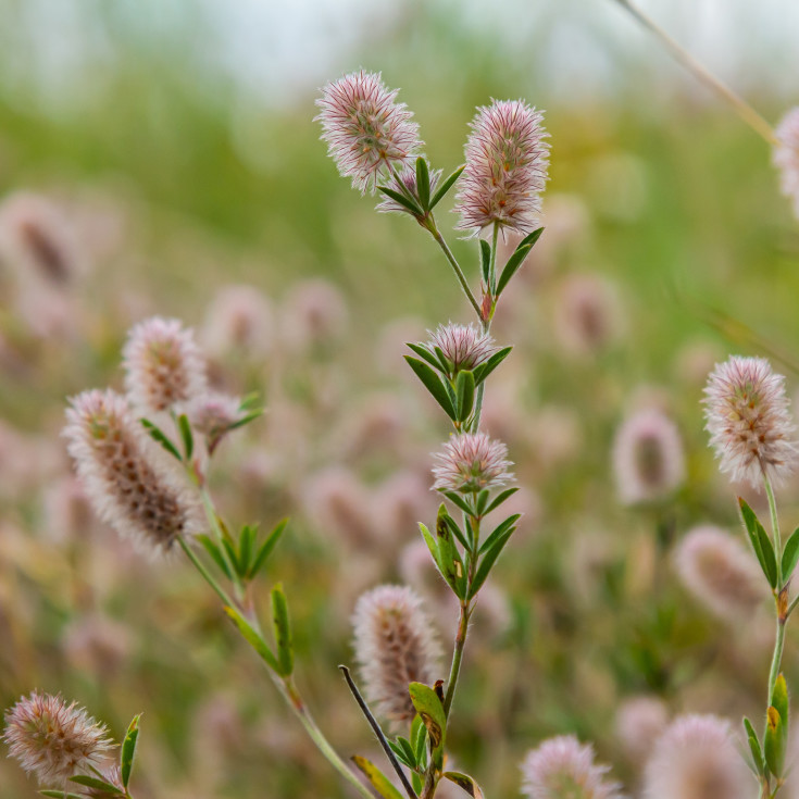 Blomsterfrø hare-kløver 5m²