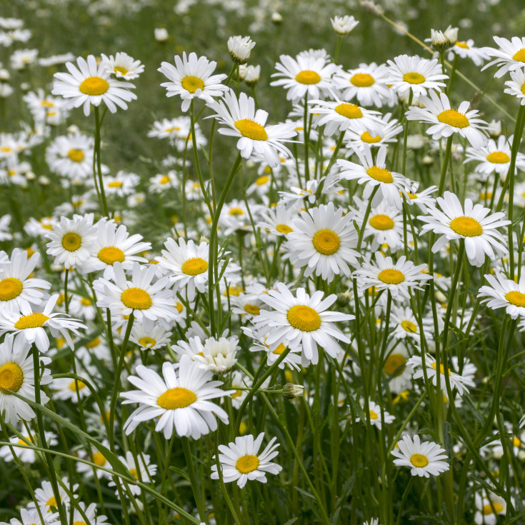 Blomsterfrø hvid okseøje 5m²