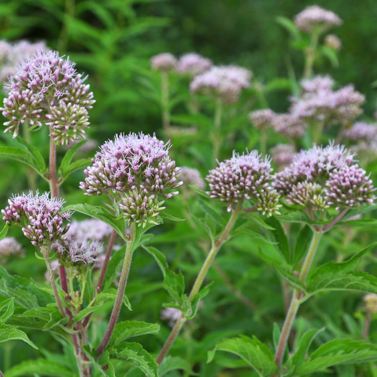 Blomsterfrø hjortetrøst 5m²