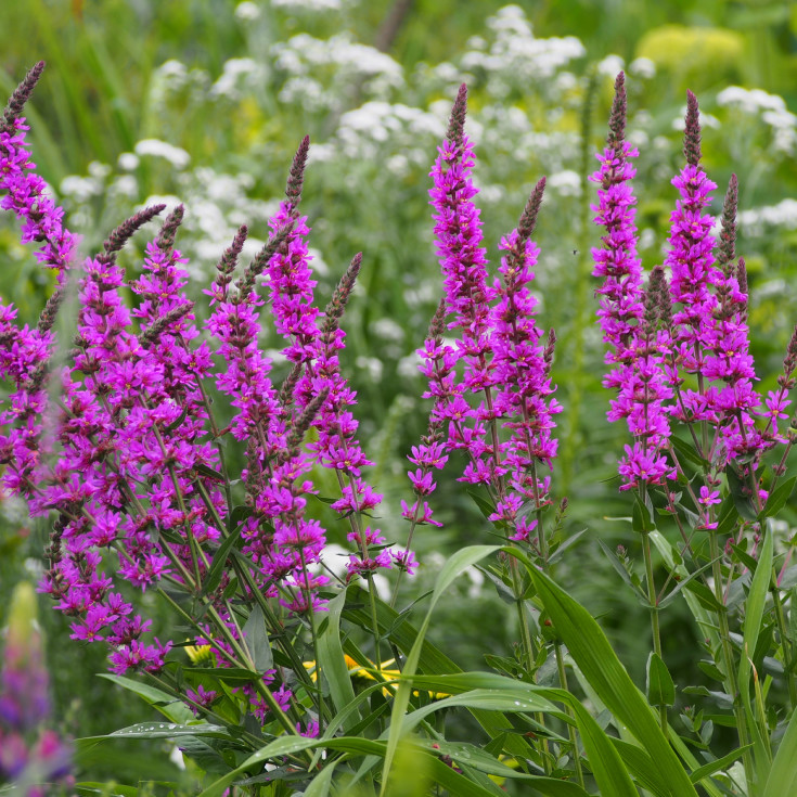 Blomsterfrø kattehale 5m²