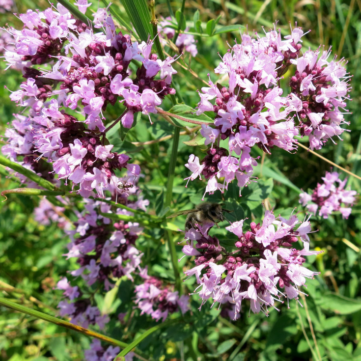 Blomsterfrø merian 5m²