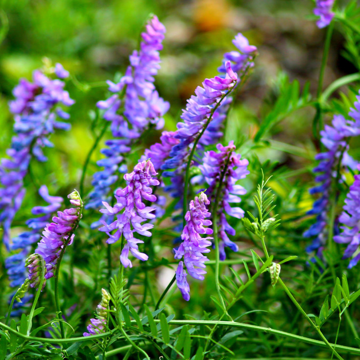 Blomsterfrø muse-vikke 5m²