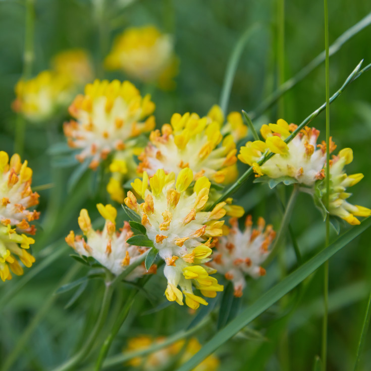 Blomsterfrø rundbælg 5m²