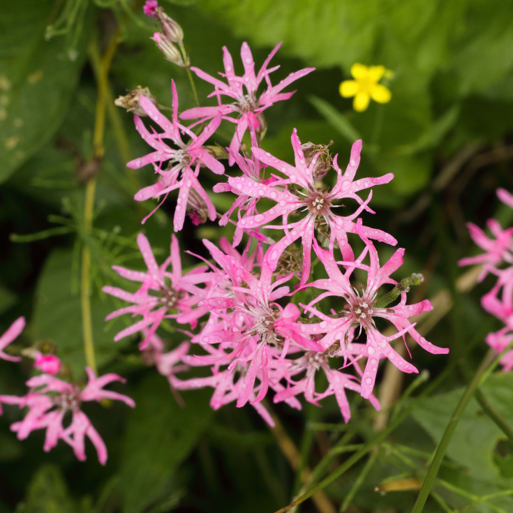 Blomsterfrø trævlekrone 5m²