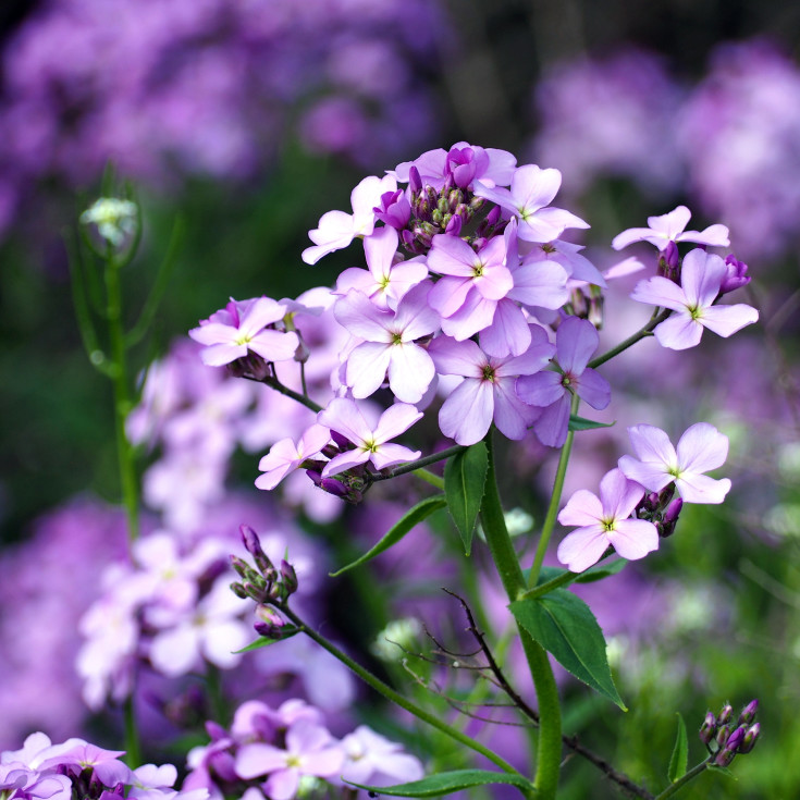 Blomsterfrø vellugtende aftenstjerne 5m²