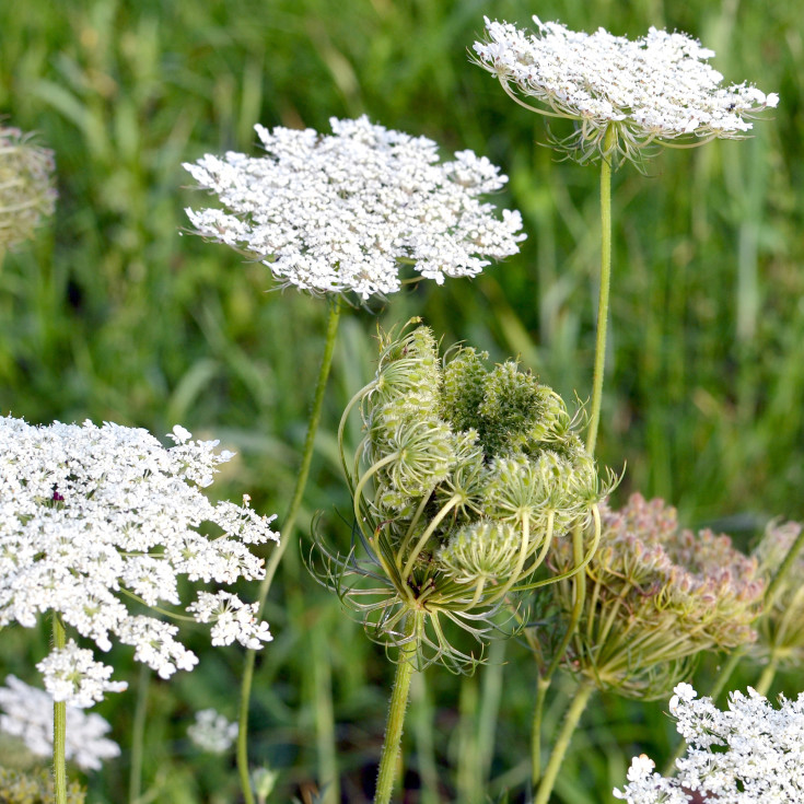Blomsterfrø vild gulerod 5m²