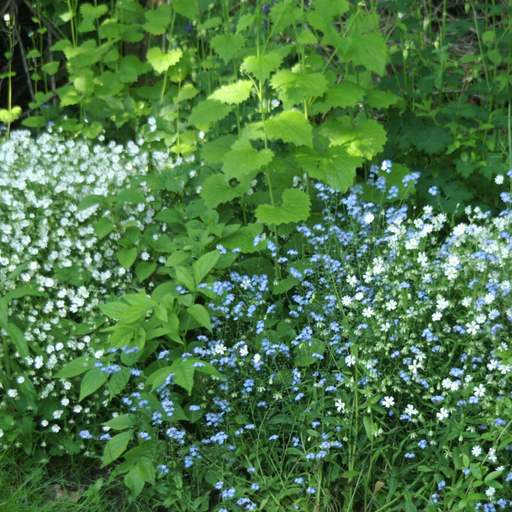 Frøblanding med skyggeblomster, våd jord 500m²