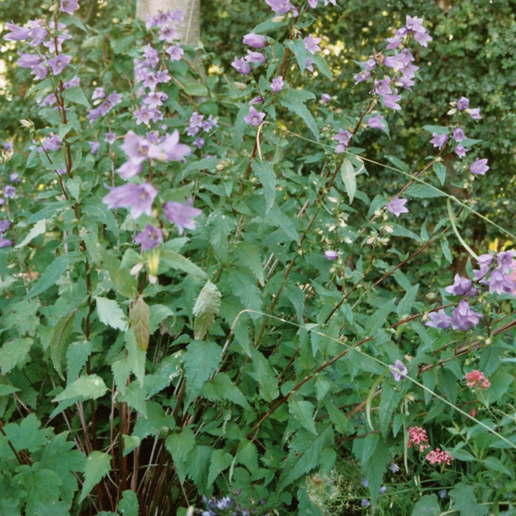 Frøblanding med skyggeblomster, tør jord 250m²