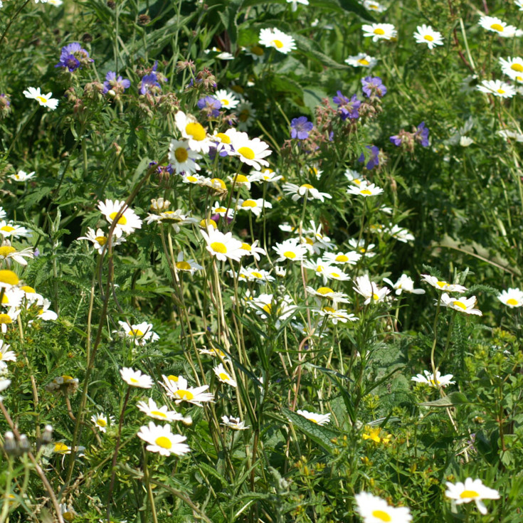 Frøblanding med engblomster, leret jord 250m²