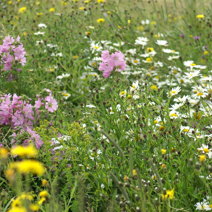 Frøblanding med engblomster, sandet jord 250m²