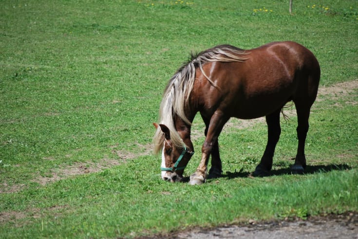 ELEKTRISK GJERDE ELEFANT M40
