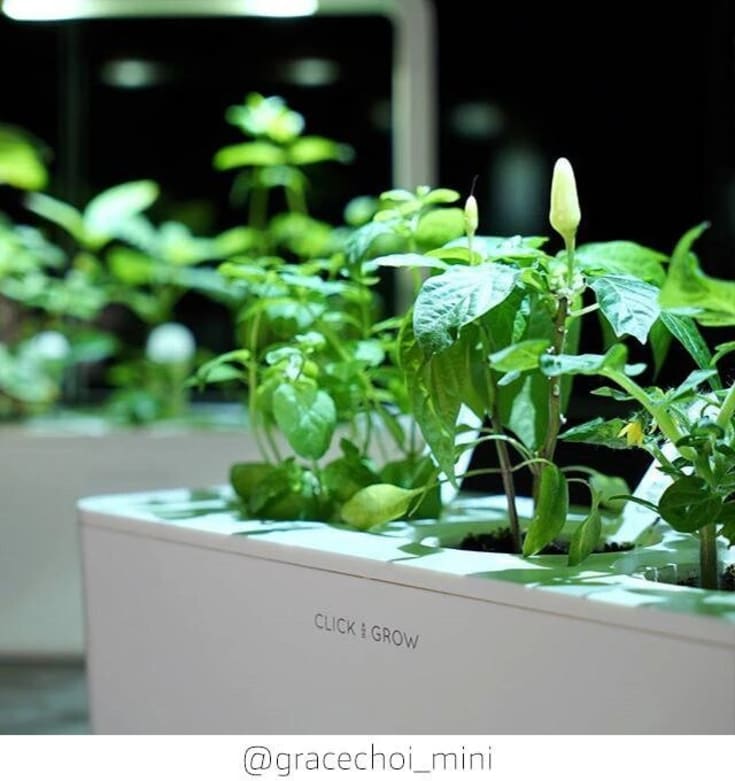 Click and Grow rød chilipepper - 3 stk