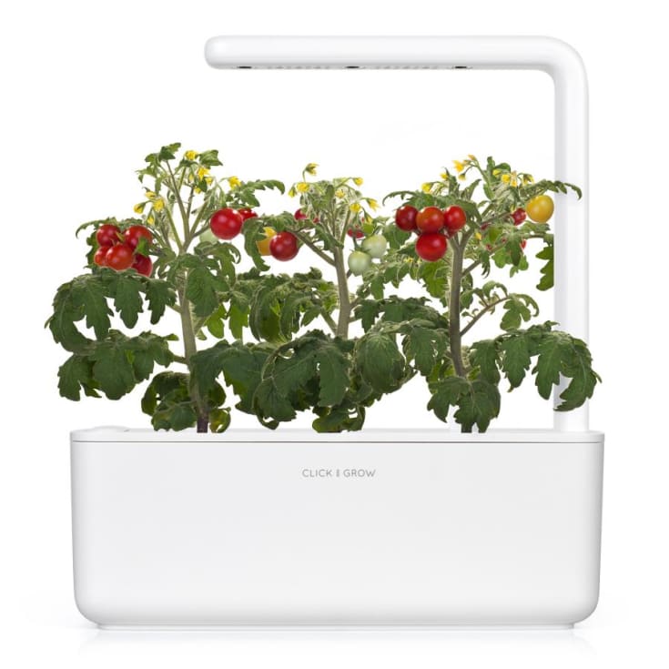 Click and Grow minitomater - 3 stk