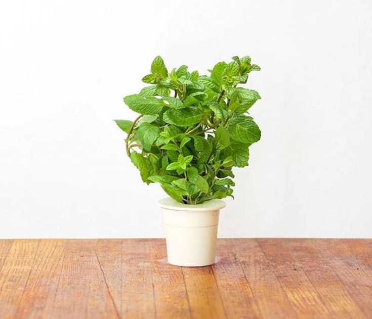 Click and Grow peppermynte - 3 stk