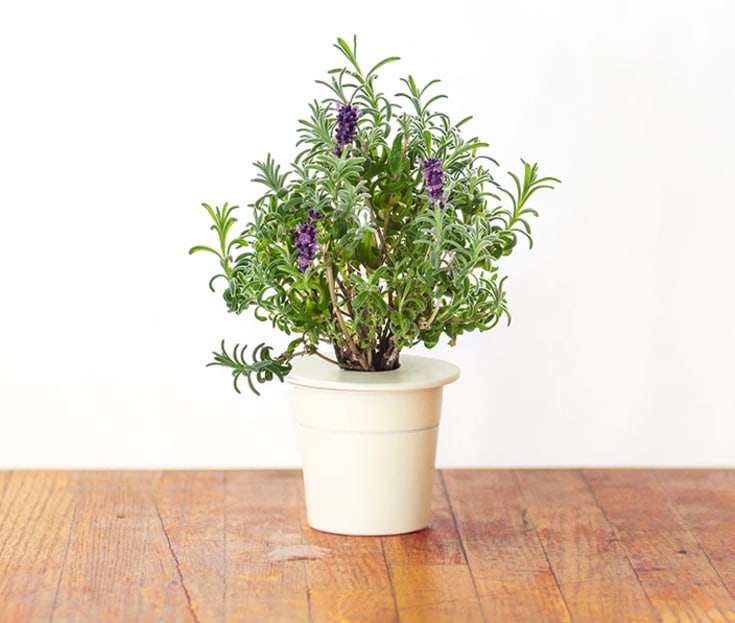 Click and Grow lavendel - 3 stk