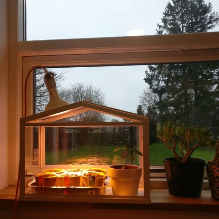 LED växtlampa - odlingslampa (växterna växer)